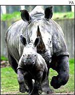 Rhinoceros and calf