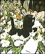 A toy dog on top of one of the children's coffins