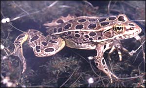 Leopard frog, Dr Tyrone Hayes