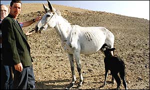 Mother and foal (Spana)