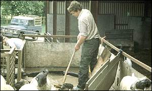 Farmer dipping sheep