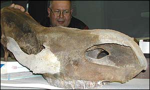Wooly rhino skull (bbc)
