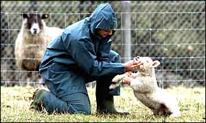 A vet examining a lamb for foot-and-mouth disease last year