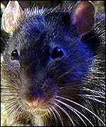 Black rat