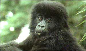 Young mountain gorilla