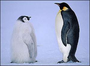 Emperor penguin, bbc wild