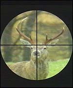 Deer in sights