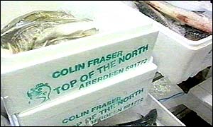 Cod fillets ready for the shops