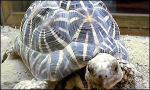 Indian Star tortoise