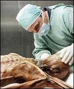 A scientist examines Oetzi the Iceman