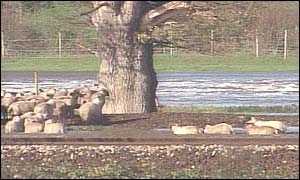 Sheep in flood water