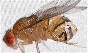 Fruit fly