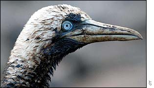 Bird covered in oil in Malpica