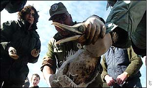 Volunteers help treat birds affected by the oil