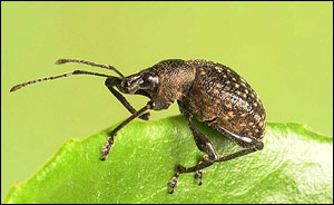 Otiorhynchus armadillo, Natural History Museum