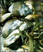 Mussels: Under threat