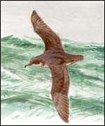 Balearic Shearwater (pic courtesy of Juan Varela)