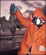 Oiled bird (pic courtesy of RSPB images)