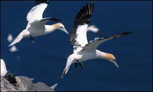 Gannets (pic courtesy of RSPB images)