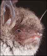 Daubenton's Bat