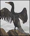 An oil covered cormorant