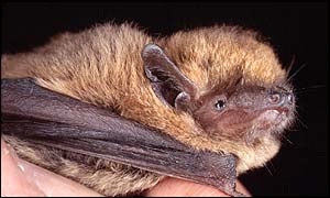 Pipistrelle bat