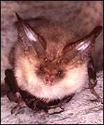 Brown long-eared bat