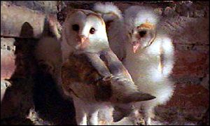 Barn owl chicks