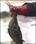 An oil-covered sea bird