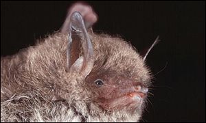 A Daubenton's bat, like the one that bit Ms Armstrong. Copyright: BCT