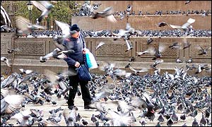 Pigeons in Trafalgar Square