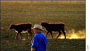 An Australian farmer looks out over his drought-ravaged wheat crop