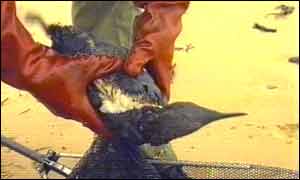 RSPCA workers rescue an oily bird