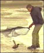 RSPCA workers rescue an oily bird