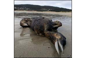 dead bird on a Spanish beach
