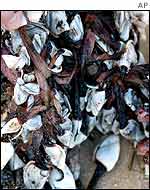 Goose barnacles covered with oil sludge