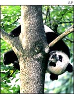 Baby panda in tree, AP