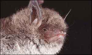 Daubenton's Bat