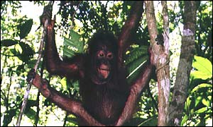 Orang-utan (BBC)
