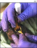 Sea bird treated by vet