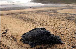 Dead bird washed ashore