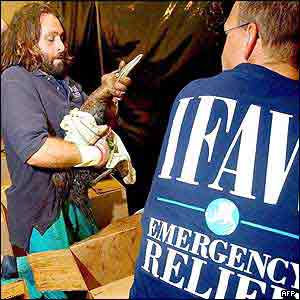 Volunteers clean and feed seabirds