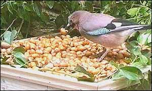 Jay with acorns