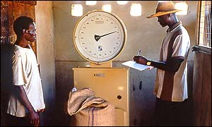 Cocoa beans are weighed