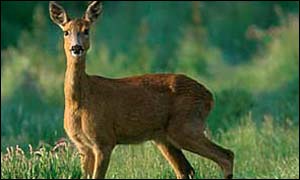 Roe Deer