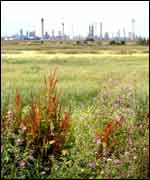 Cliffe marshes, Kent