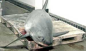 The thresher shark