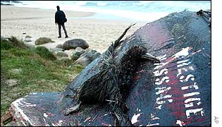 Dead bird on a lifeboat from Prestige 