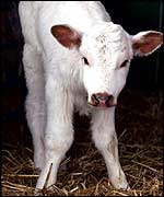 Phoenix the calf