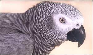 African grey parrot